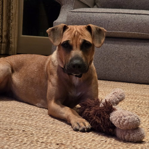 Lea, an adoptable Labrador Retriever in Dallas, TX