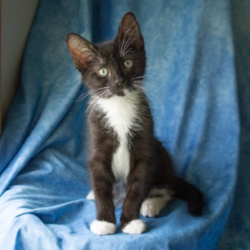 Gourd, Baby Domestic Short Hair, cat for adoption in Fort Worth, Texas