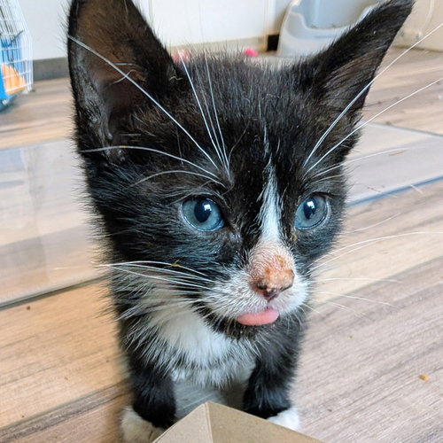 Turnip, an adoptable Domestic Short Hair in Dallas, TX