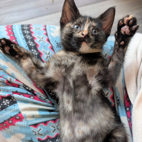 Okra, an adoptable Domestic Short Hair in Dallas, TX