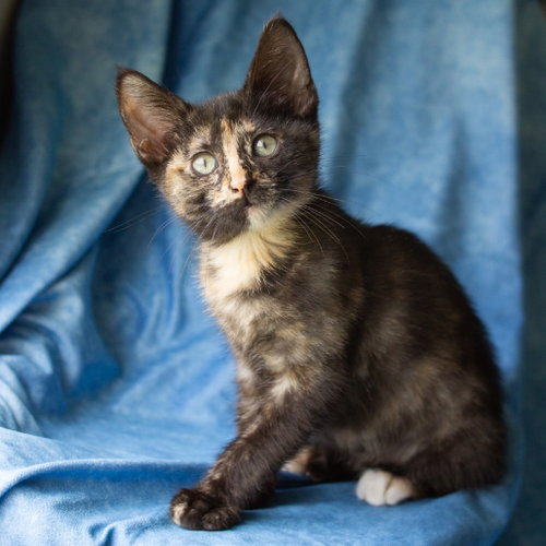 Okra, Baby Domestic Short Hair, cat for adoption in Fort Worth, Texas