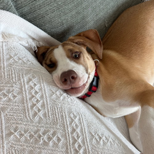 Mandu, an adoptable Terrier in Dallas, TX