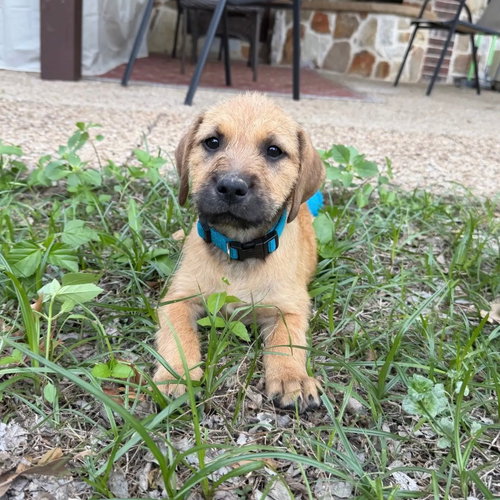 Cici, an adoptable Terrier in Dallas, TX