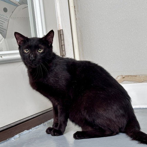 Rebel, Young Domestic Short Hair, cat for adoption in Fort Worth, Texas