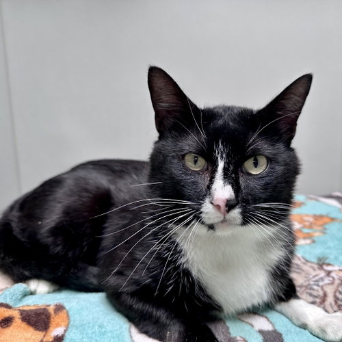 Batman, Adult Domestic Short Hair, cat for adoption in Fort Worth, Texas