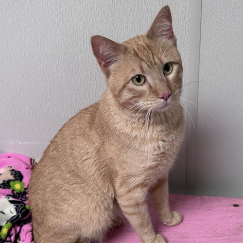 Igor, Adult Domestic Short Hair, cat for adoption in Fort Worth, Texas