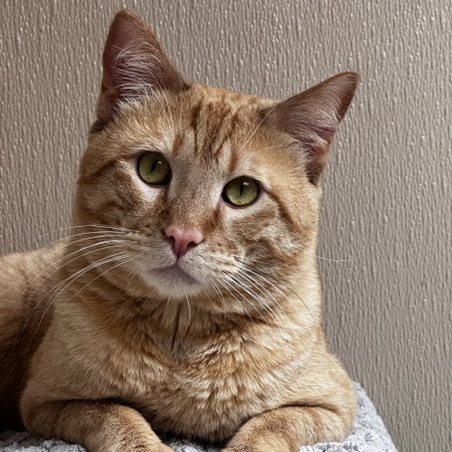 Igor, Adult Domestic Short Hair, cat for adoption in Fort Worth, Texas
