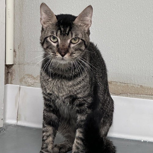Peridot, Adult Domestic Short Hair, cat for adoption in Fort Worth, Texas