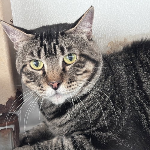 Bob, Young Domestic Short Hair, cat for adoption in Fort Worth, Texas