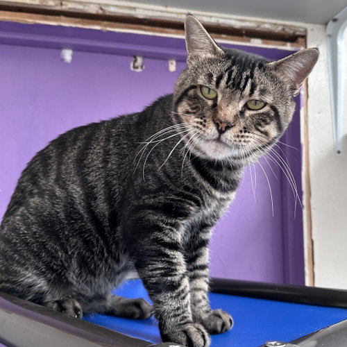 Bob, Young Domestic Short Hair, cat for adoption in Fort Worth, Texas