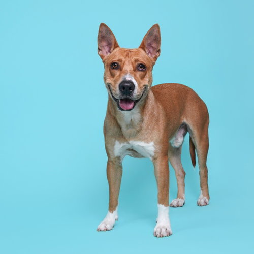 Frankie