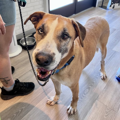Teddy Bear, an adoptable Great Dane in Dallas, TX