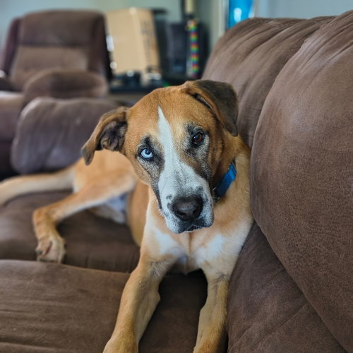 Teddy Bear, an adoptable Great Dane in Dallas, TX