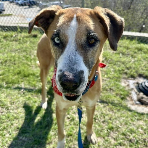 TEDDY BEAR - Great Dane available for adoption