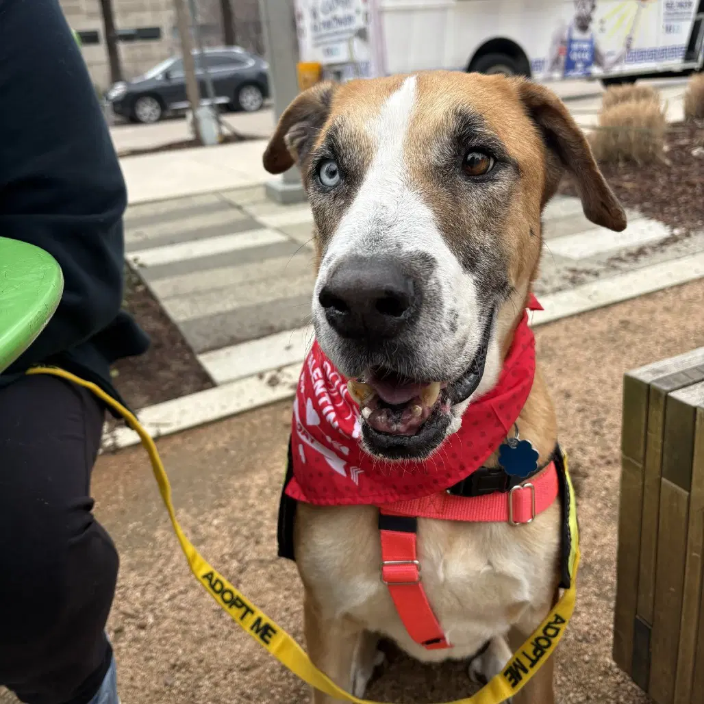 Teddy Bear - Great Dane