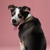 Fletcher - Photo 1