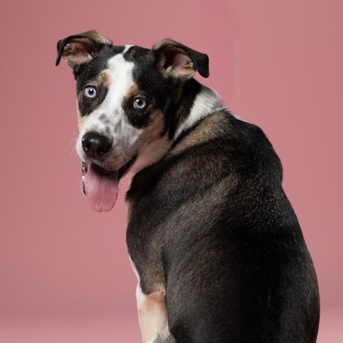 FLETCHER - Terrier available for adoption