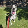 Fletcher - Photo 2