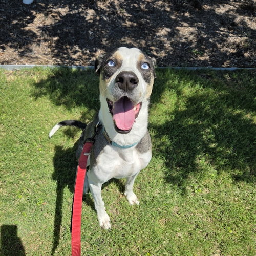 FLETCHER - Terrier available for adoption