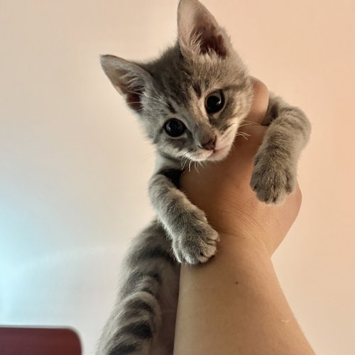 Nova, Baby Domestic Short Hair, cat for adoption in Fort Worth, Texas