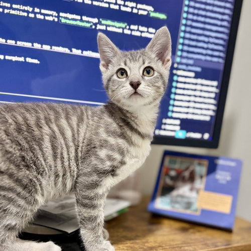 Nova, an adoptable Domestic Short Hair in Dallas, TX