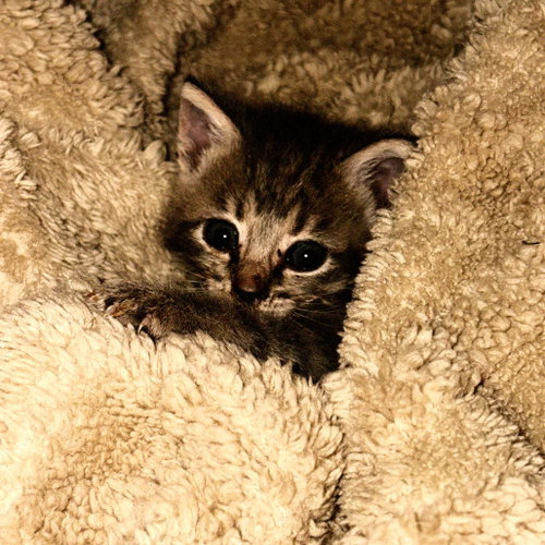 NOVA - Domestic Short Hair available for adoption