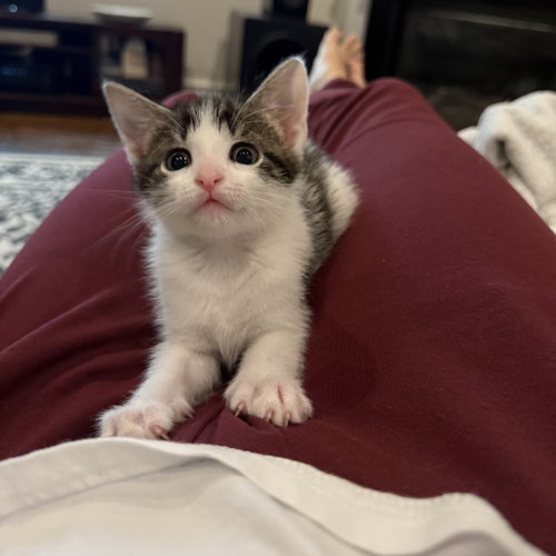 T-Bone, Baby Domestic Short Hair, cat for adoption in Fort Worth, Texas