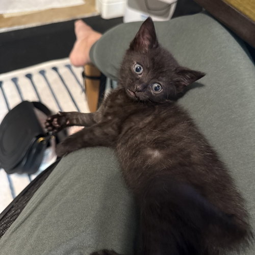 Brisket, Baby Domestic Long Hair, cat for adoption in Fort Worth, Texas
