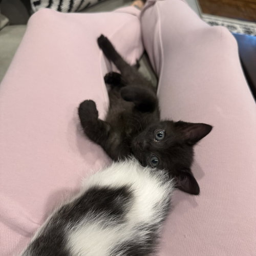 BRISKET - Domestic Short Hair available for adoption
