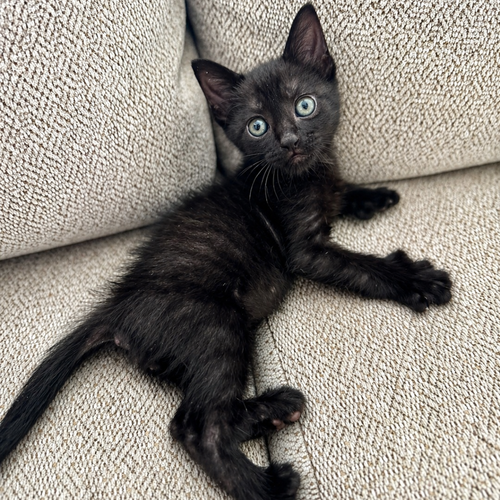 Tonka Jahari, Baby Domestic Short Hair, cat for adoption in Fort Worth, Texas
