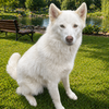 Belka (New Digs) - Photo 1