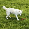 Belka (New Digs) - Photo 2
