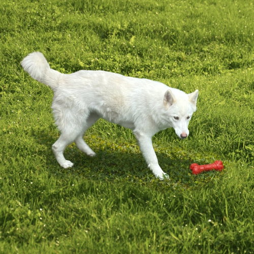 BELKA (NEW DIGS) - Siberian Husky available for adoption