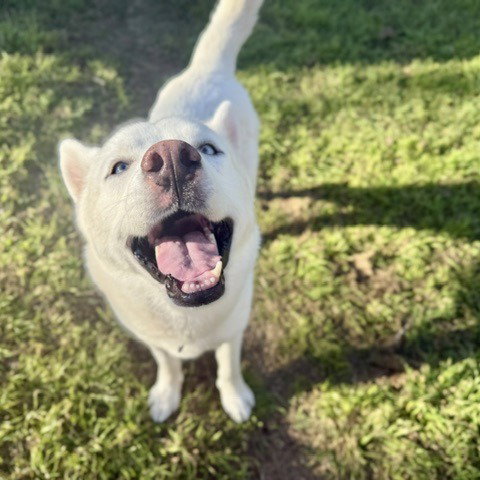 Shorty (New Digs), an adoptable Siberian Husky in Dallas, TX