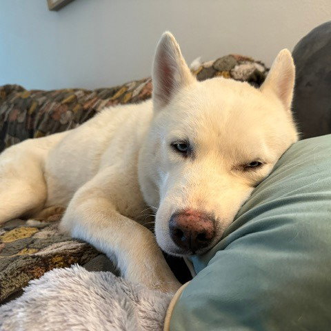 SHORTY (NEW DIGS) - Siberian Husky available for adoption