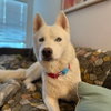 Shorty (New Digs) - Photo 4