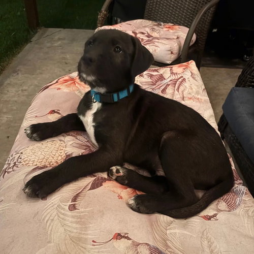 Vinny, an adoptable Black Labrador Retriever in Dallas, TX