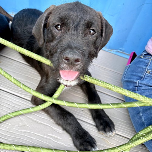 VINNY - Black Labrador Retriever available for adoption