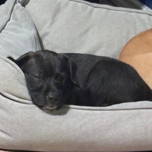VINNY - Black Labrador Retriever available for adoption