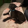 Vinny - Photo 4