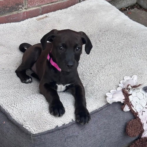 Sofia, an adoptable Black Labrador Retriever in Dallas, TX