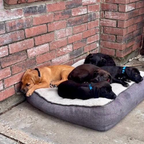 SOFIA - Black Labrador Retriever available for adoption