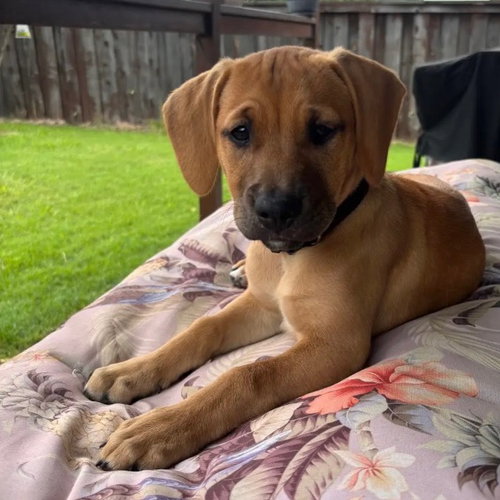SIENNA - Labrador Retriever available for adoption