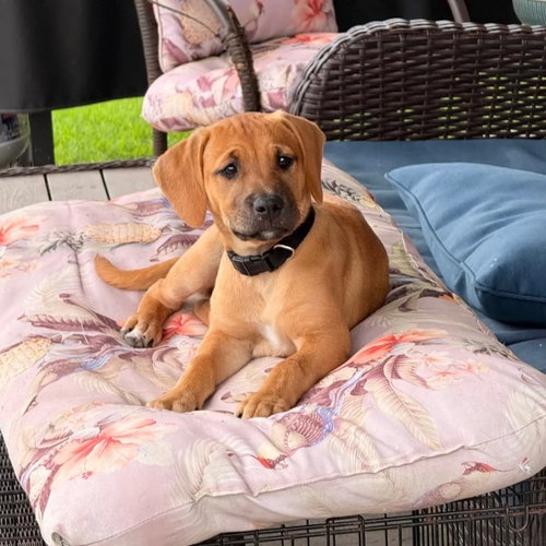 SIENNA - Labrador Retriever available for adoption