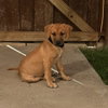 Sienna - Photo 4