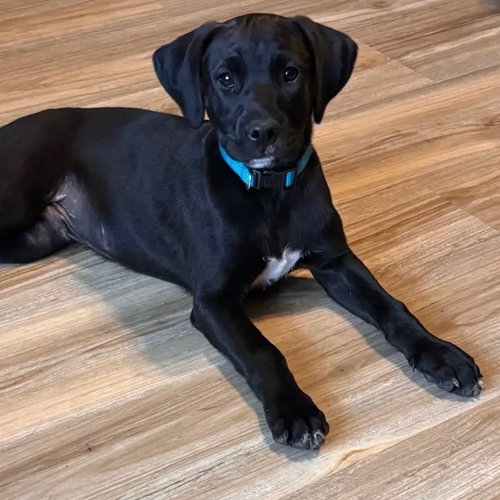Louie, an adoptable Black Labrador Retriever in Dallas, TX