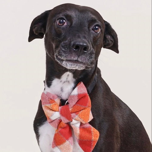 CALI - Terrier available for adoption