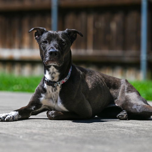 CALI - Terrier available for adoption