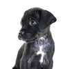 Seamus - Photo 1