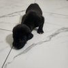 Seamus - Photo 3